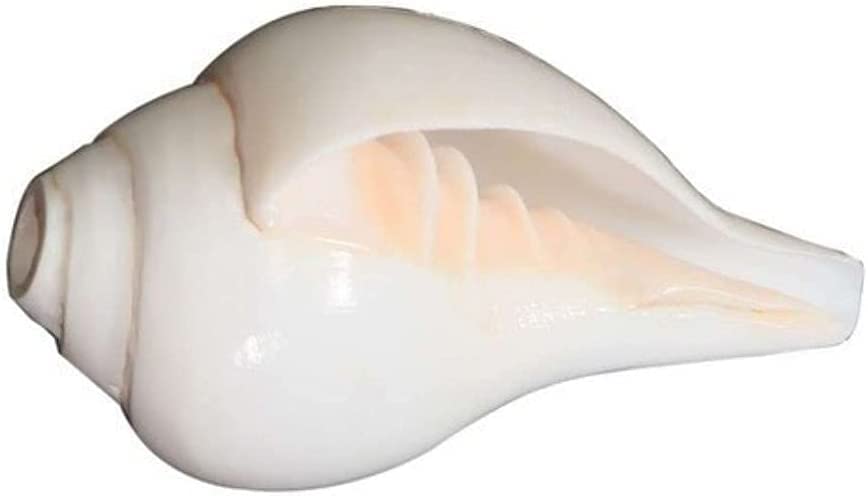Amazon.com - Generic Original Shankh | Puja Sankha | Conch Shell